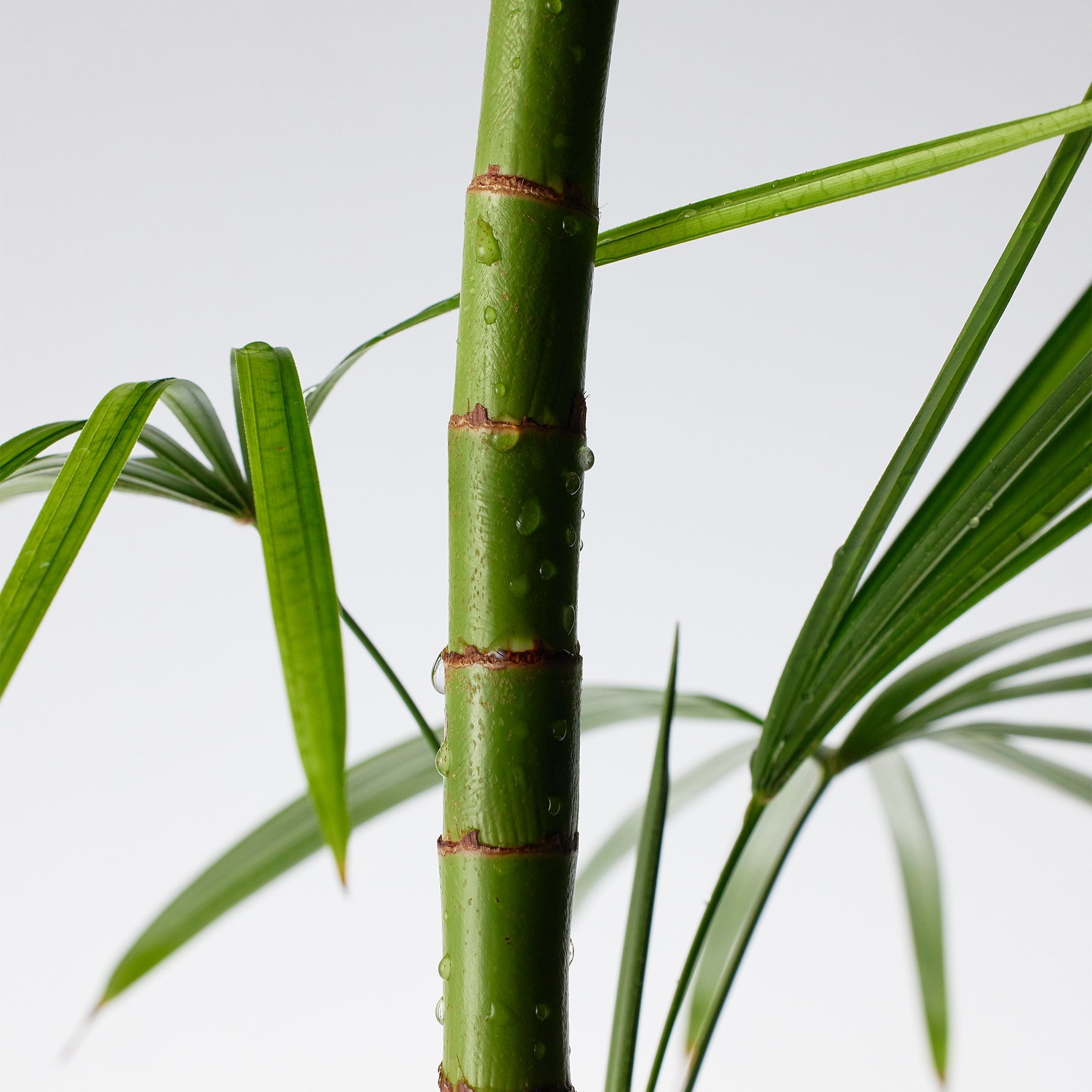 Purito SEOUL Mighty Bamboo Panthenol Cream 100ml - luut