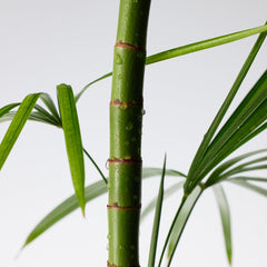 Purito SEOUL Mighty Bamboo Panthenol Cream 100ml - luut